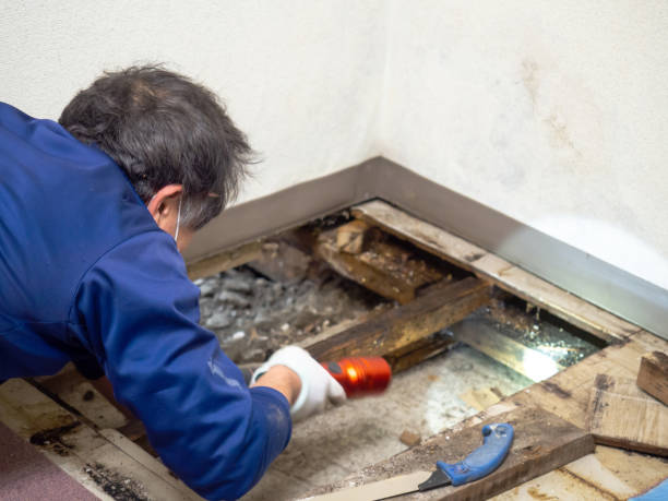 Best Local Mold Removal Service  in Northlake, TX