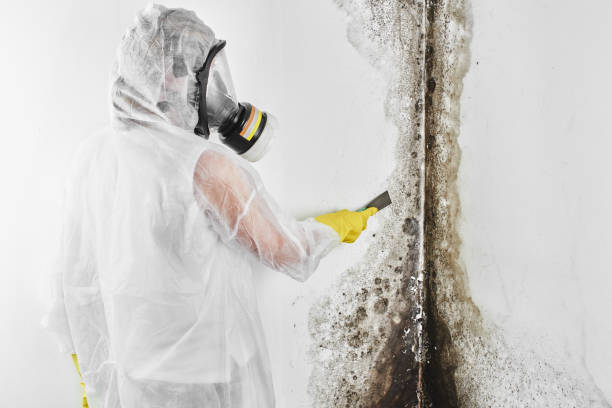 Best Mold Inspection  in Northlake, TX