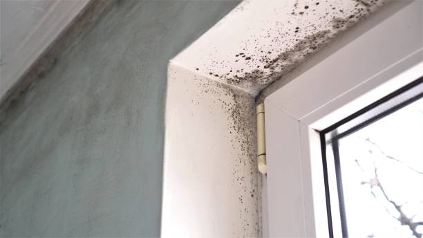 Professional Mold Removal in Northlake, TX