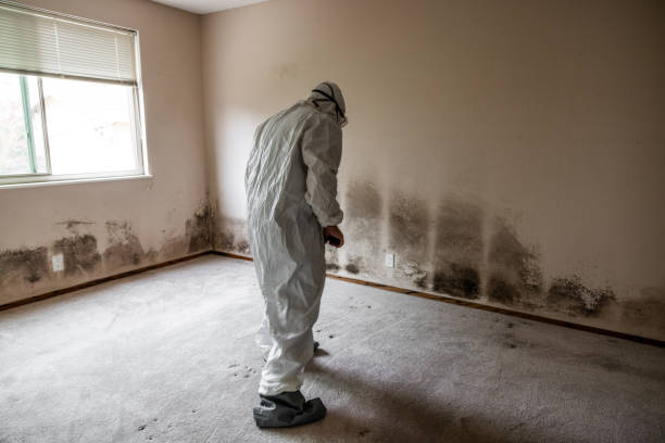 Best Toxic Mold Removal  in Northlake, TX