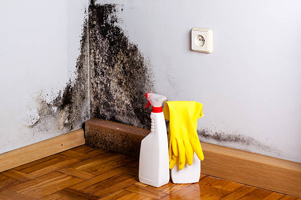 Best Crawl Space Mold Removal  in Northlake, TX