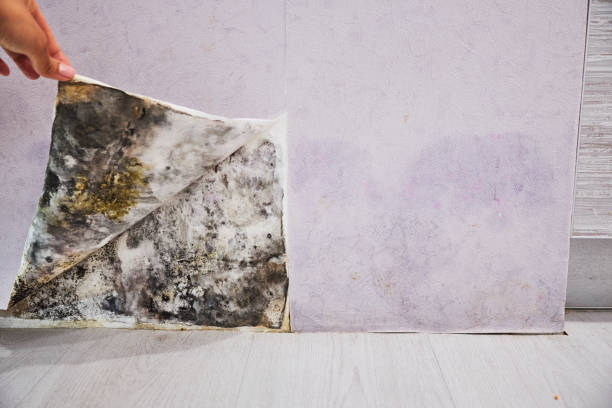 Best Mold Cleaning Services  in Northlake, TX